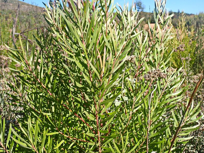 Leucadendron eucalyptifolium, photographed by Di Turner