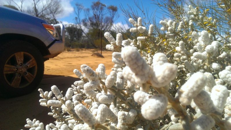 Lachnostachys coolgardiensis, photographed by Hugo Innes