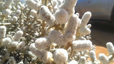 Lachnostachys coolgardiensis, photographed by Hugo Innes