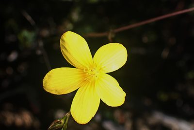 Linum africanum, photographed by Di Turner