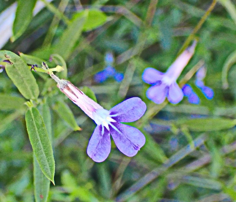 Lobelia neglecta, photographed by Di Turner