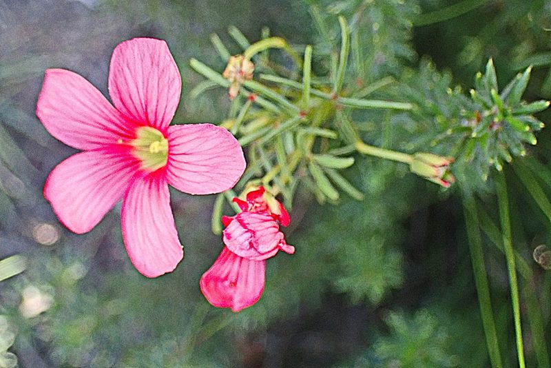 Oxalis pendulifolia, photographed by Di Turner