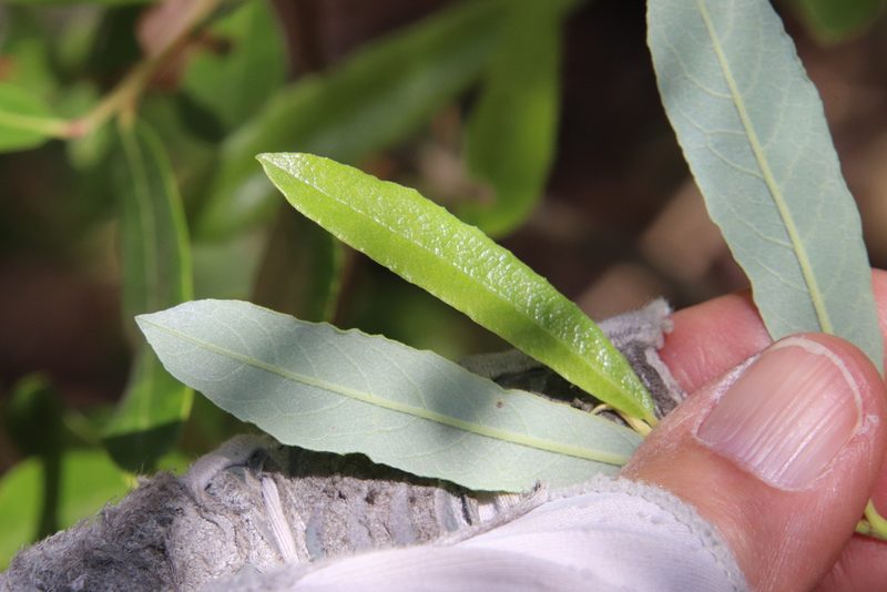Salix lasiolepis, photographed by Millie Basden
