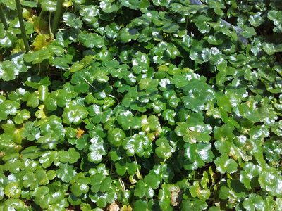 Hydrocotyle ranunculoides, photographed by Humber Alberto