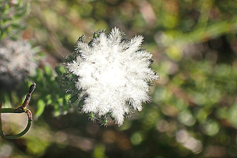 Phylica curvifolia, photographed by Di Turner