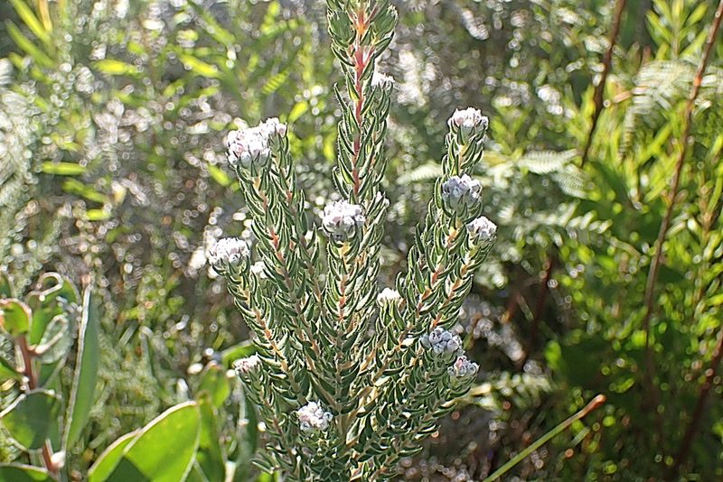 Phylica pinea, photographed by Di Turner