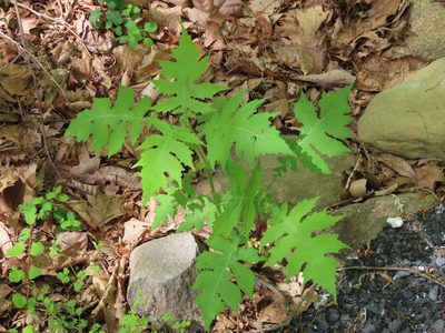 Polymnia canadensis, photographed by Bruce Slater
