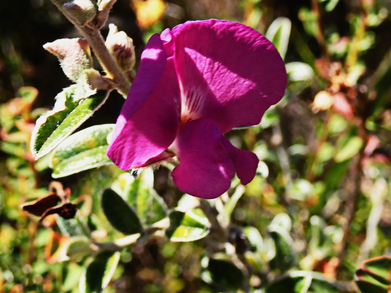 Podalyria burchellii, photographed by Di Turner
