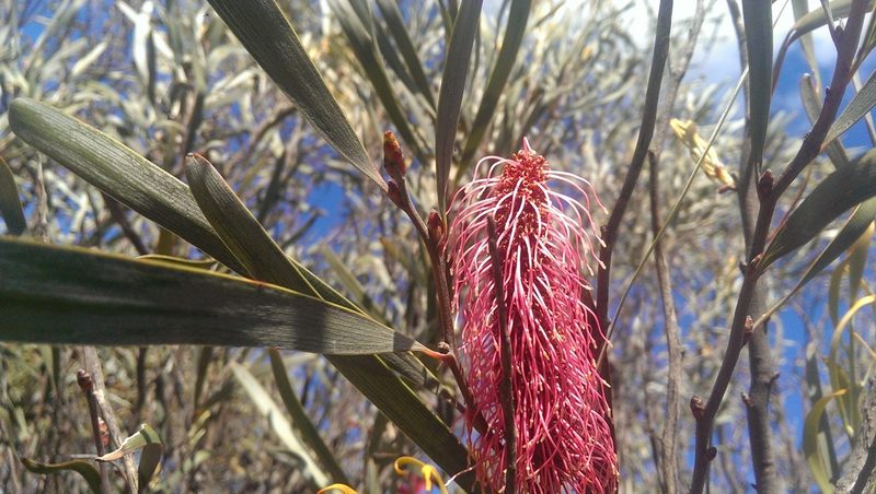 Hakea francisiana, photographed by Hugo Innes