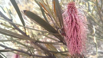 Hakea francisiana, photographed by Hugo Innes