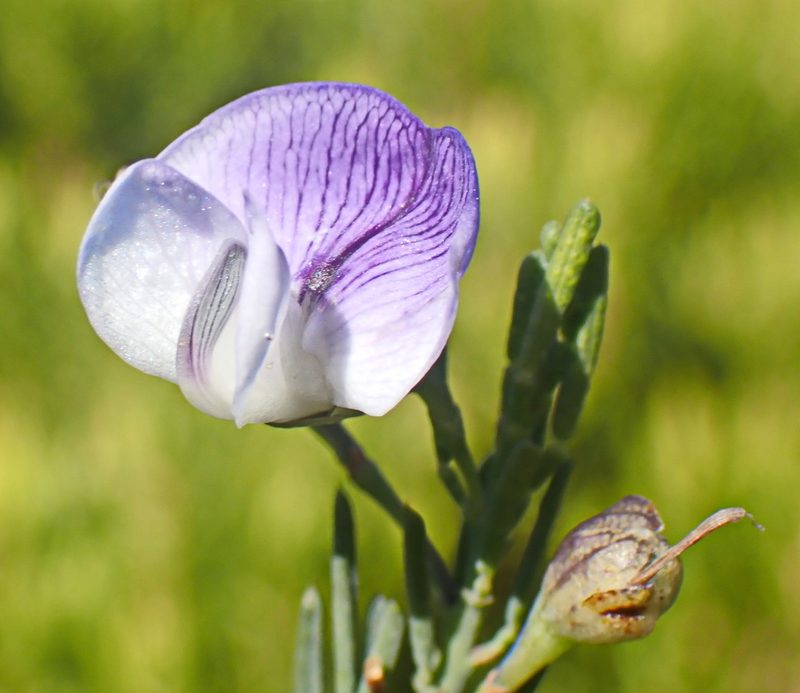 Psoralea axillaris, photographed by Di Turner