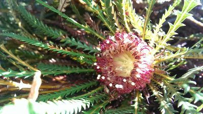 Banksia dallanneyi, photographed by Hugo Innes