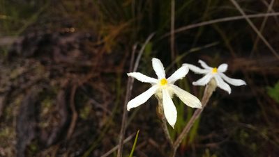 Tribonanthes longipetala, photographed by Hugo Innes