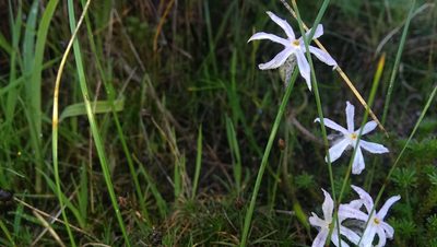 Tribonanthes longipetala, photographed by Hugo Innes