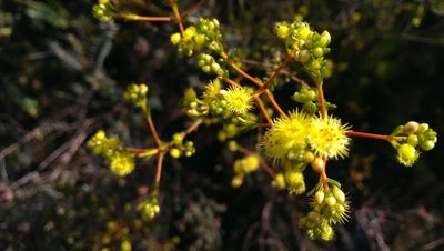 Verticordia acerosa, photographed by Hugo Innes