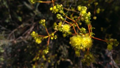 Verticordia acerosa, photographed by Hugo Innes