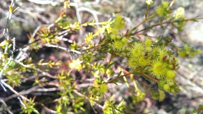 Verticordia acerosa, photographed by Hugo Innes