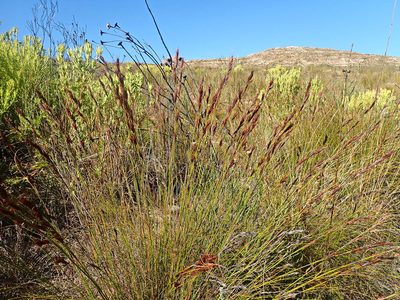 Thamnochortus cinereus, photographed by Di Turner