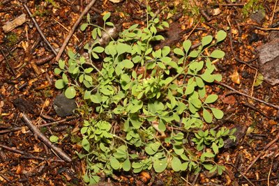 Ceratocapnos claviculata, photographed by Stephen James McWilliam