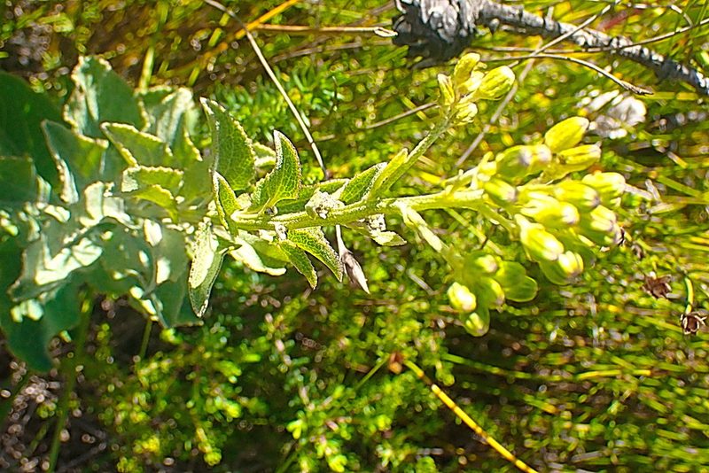 Senecio crenatus, photographed by Di Turner
