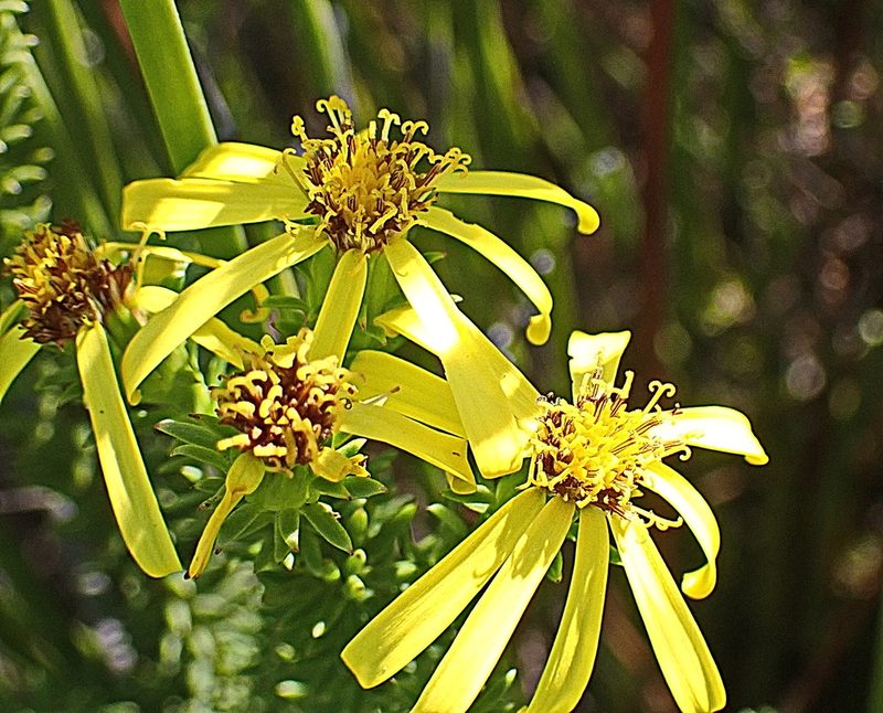 Senecio pinifolius, photographed by Di Turner