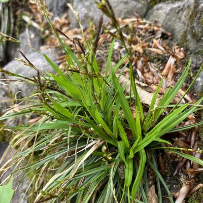 Carex digitata, photographed by Dag Endresen