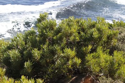Protea neriifolia, photographed by Tony Rebelo
