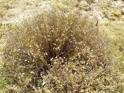 Senecio clivicola, photographed by Humber Alberto