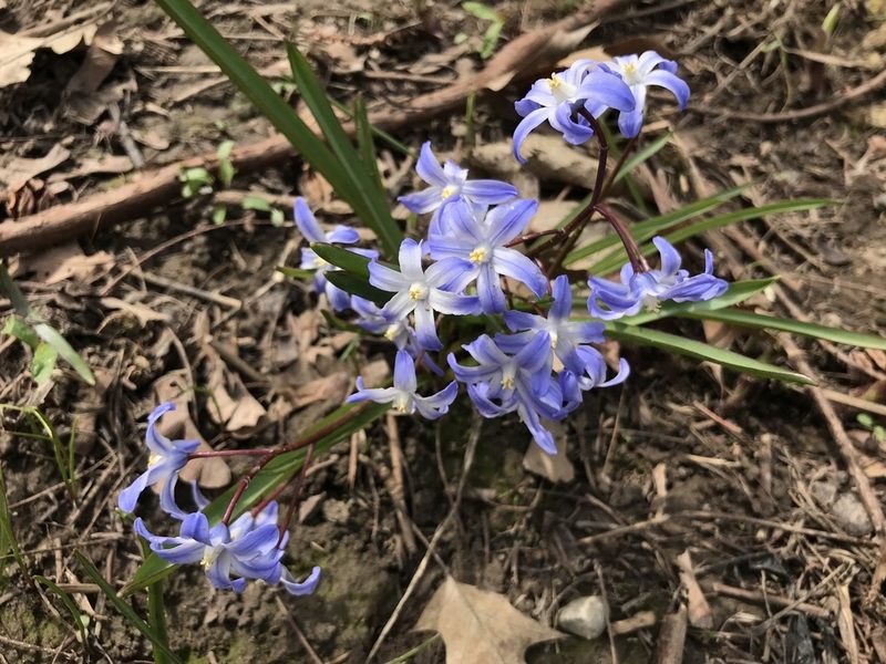 Scilla forbesii, photographed by SCNeill