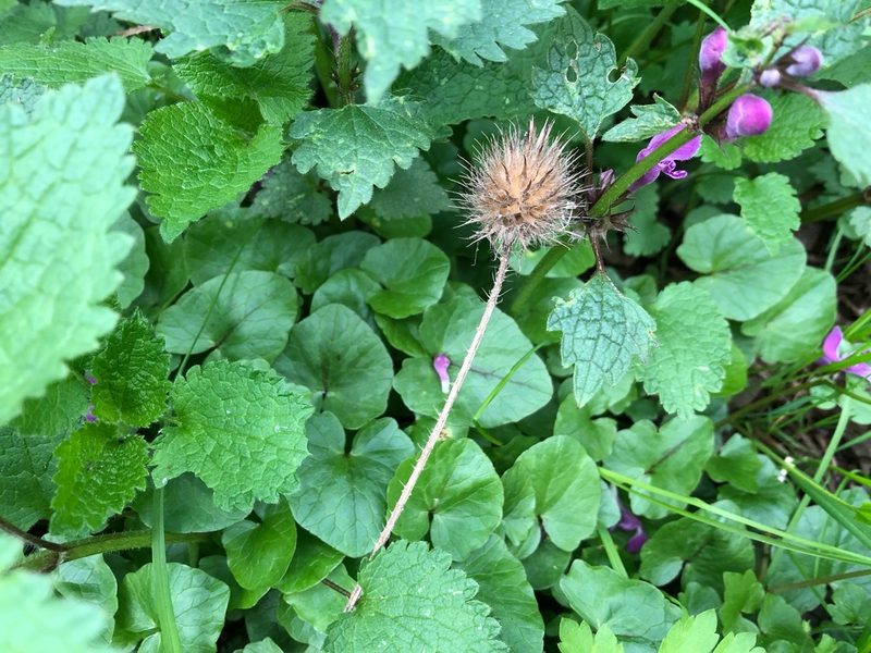 Dipsacus strigosus, photographed by Pavel Kacl