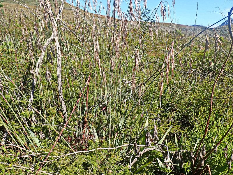 Thamnochortus cinereus, photographed by Di Turner