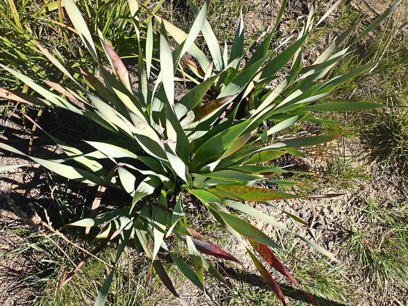 Watsonia fourcadei, photographed by Di Turner