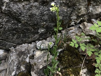 Arabis sagittata, photographed by Pavel Kacl
