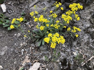 Aurinia saxatilis, photographed by Pavel Kacl