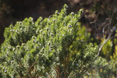 Psoralea pinnata, photographed by Tony Rebelo
