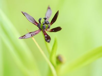 Iphigenia indica, photographed by Dinesh Valke