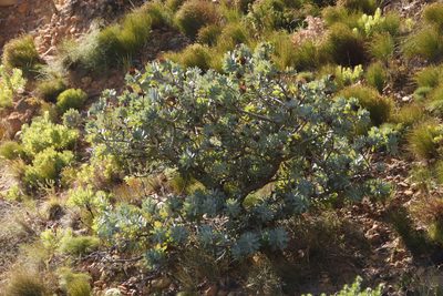 Protea nitida, photographed by Tony Rebelo