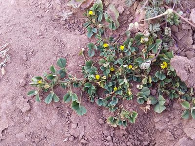 Medicago polymorpha, photographed by Humber Alberto