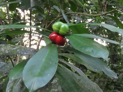 Thevetia ahouai, photographed by chelina batista