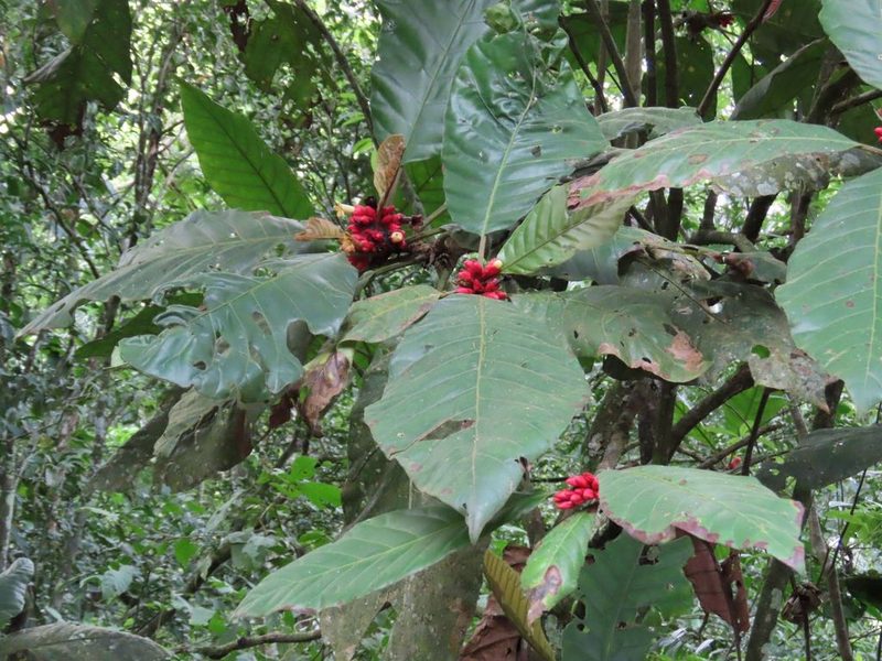 Pentagonia macrophylla, photographed by chelina batista