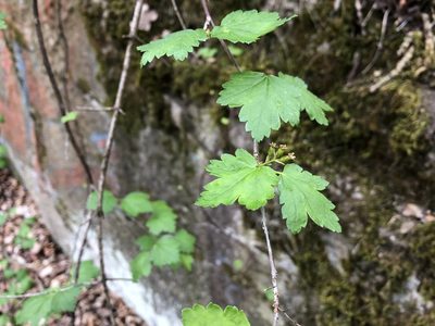 Ribes alpinum, photographed by Pavel Kacl