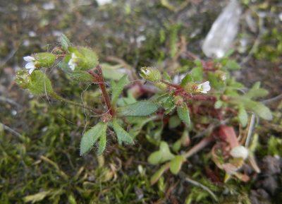 Saxifraga tridactylites, photographed by Jon Mortin