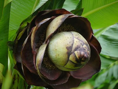 Ensete superbum, photographed by Dinesh Valke