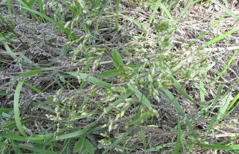 Anthoxanthum nitens, photographed by Татьяна Горбушина