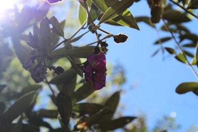 Collaea speciosa, photographed by Michael A. Alcorn