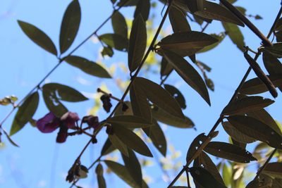 Collaea speciosa, photographed by Michael A. Alcorn