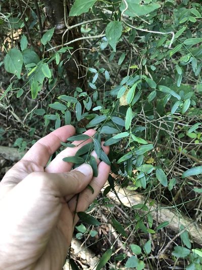 Secamone filiformis, photographed by Sunčana Bradley