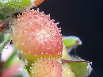 Adelinia grandis, photographed by Mary K. Hanson