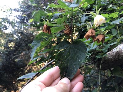 Dombeya tiliacea, photographed by Sunčana Bradley
