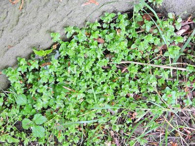 Soleirolia soleirolii, photographed by Susan Marley
